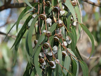 eucalyptus oil