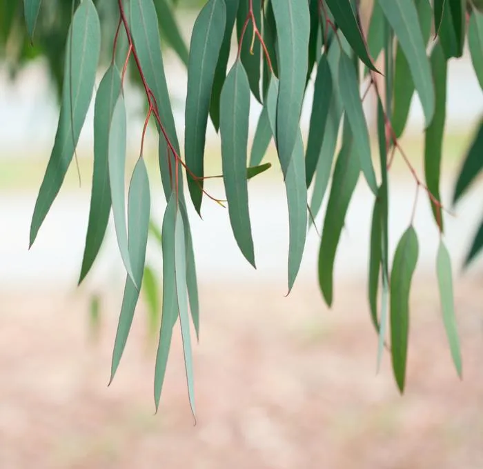 eucalyptus oil